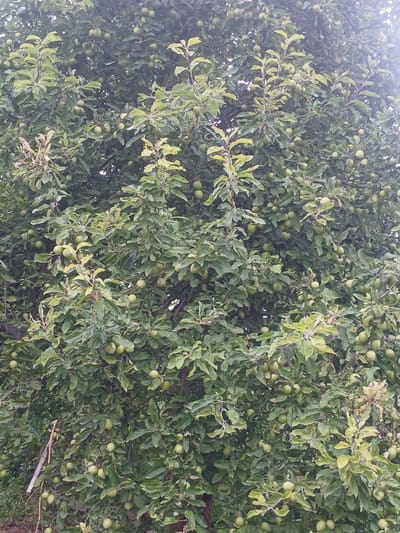The image shows a close-up view of a dense green tree laden with small, unripe fruits, likely apples or plums. The fruits are scattered throughout the branches, appearing in clusters and individually. The leaves are predominantly green, with some lighter green or yellowish foliage interspersed, suggesting new growth or a variation in leaf color. The lighting is somewhat diffused, indicating an overcast day or the shade of the tree canopy. The background is a mass of foliage, with no discernible structures or features of the Karasu, Kyrgyzstan city visible. There are no people or animals present in the image. The scene depicts a natural, uncultivated state of the tree.