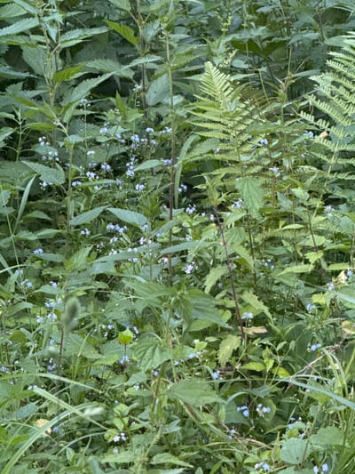The image depicts a dense thicket of wild green foliage, primarily composed of nettles and ferns. Scattered throughout the undergrowth are numerous small, delicate blue flowers, likely forget-me-nots. The scene is set in an outdoor environment, suggesting a natural or semi-natural area. There are no people or animals visible in the image. The overall impression is one of abundant, untamed vegetation in a verdant setting. The location is identified as Lisnyky, Ukraine.