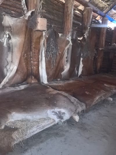 Inside a rustic wooden structure with a thatched roof, several animal hides are hung and laid out. The hides, primarily in shades of brown and white, appear to be a significant part of the interior's purpose. Some are draped from wooden beams and poles, while others are spread on the dirt floor, resting on what looks like a rough wooden bench covered with straw. The structure itself is built from logs and branches, suggesting a traditional or historical setting. The environment is dusty and appears to be a storage or processing area for these hides. The location is identified as Камянюцкі сельскі Савет, Belarus.