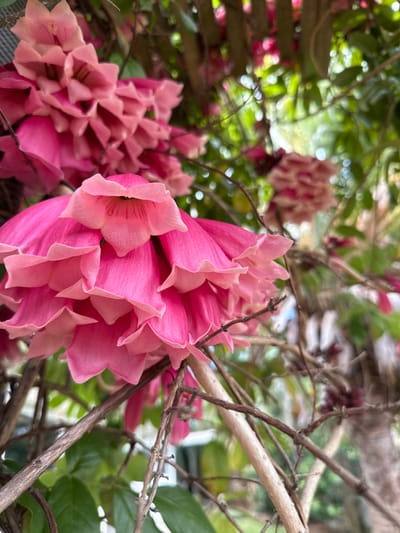 The image presents a detailed view of vibrant pink, bell-shaped flowers arranged in dense, pendulous clusters, set within an outdoor environment identified as Dumbéa, France. Individual flowers exhibit a tubular form with flared, ruffled edges, featuring lighter pink to peach hues at their openings. These floral structures are supported by a network of intertwining, light brown woody stems, from which scattered green leaves are also visible. The background consists of significantly blurred green foliage and additional out-of-focus pink floral clusters, interspersed with circular light reflections, suggesting ambient daylight. No human subjects or man-made objects are present.