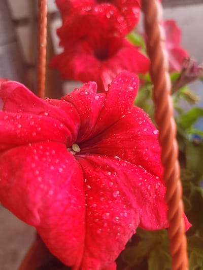 The image shows a close-up of a bright red petunia flower covered in water droplets. The flower is in bloom, with its petals unfurled and a pale yellow pistil visible in the center. The background is blurred, but suggests a garden setting with green foliage and a wicker basket handle in a reddish-orange hue. The image is taken from a low angle, focusing on the texture and detail of the flower. There are no people visible in the image. The specific location in the city of Orsha, Belarus, cannot be determined from the visual information provided.