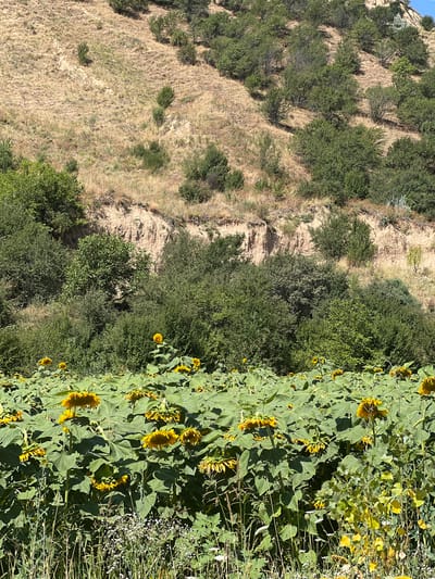 In Karamazar, Uzbekistan, a sun-drenched landscape unfolds, dominated by a vast field of sunflowers in the foreground, their large yellow heads bowed under the weight of their blooms. The sunflowers, with their broad green leaves, create a dense, textured carpet stretching across the lower half of the image. Beyond the sunflowers, a steep, dry hillside rises, sparsely dotted with green shrubs and dry, golden grass. A noticeable erosion line runs horizontally across the hillside, revealing layers of tan soil. The upper portion of the hillside is covered in a denser growth of trees and shrubs, suggesting a transition to a more vegetated area. The scene is bathed in bright sunlight, casting shadows and highlighting the arid texture of the hillside and the lushness of the sunflower field.