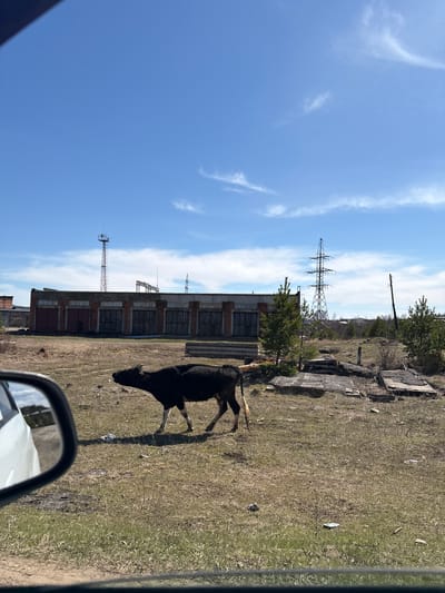A slightly angled, medium shot reveals an outdoor scene in Невон, Russia. A black cow is walking on a grassy field. In the background, there's a long, dilapidated brick building with boarded-up windows and power lines. The sky is blue with scattered white clouds. Part of a car mirror and a portion of the car interior are visible in the foreground on the right, indicating the photo was taken from inside a vehicle.