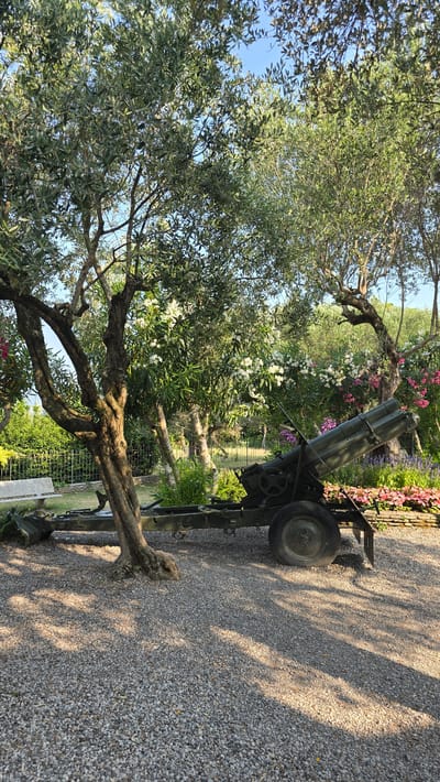 The image depicts an outdoor scene in Sirmione, Italy, featuring an olive grove and a historical artifact. In the foreground, a gravel path is visible, dappled with sunlight and shadows cast by the trees. To the left, an old olive tree with a gnarled trunk stands prominently. Beside it, a white stone bench is positioned near a metal fence. The central focus of the image is a dark green, towed artillery piece, specifically a mortar, resting on a two-wheeled carriage. The mortar is angled upwards, its barrel pointing towards the upper right of the frame. The background is a lush garden with various flowering plants in shades of pink, white, and purple. Beyond the garden, a darker green fence encloses the area, and further in the distance, trees and greenery suggest a natural landscape. The sky is clear and blue. No people are present in the scene.