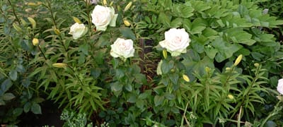This media file is a landscape photograph taken outdoors, likely in a garden setting. The primary subjects are several light-colored roses and lily buds, surrounded by lush green foliage. The roses are various shades of white and pale pink, with one fully bloomed rose prominently featured in the center-right. Lily buds, which are a pale yellow color, are scattered throughout the image, some appearing to be in different stages of development. The dense greenery suggests a natural, untamed garden or a botanical setting. The lighting appears natural, indicating it was taken during the daytime, possibly in the late morning or afternoon, as there are no strong shadows. The weather appears to be pleasant, with the plants looking vibrant and healthy. There is no visible text in the image. The overall impression is one of natural beauty and tranquility, with the focus on the delicate flowers and the verdant plant life. The location context provided places the scene in Kirsanov, Russia.