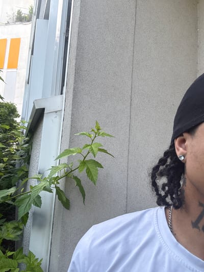 The image depicts a close-up, partial view of a person from the chest up, standing outdoors. The person is wearing a white t-shirt and a black head covering. A silver chain necklace is visible around their neck, and a tattoo is partially visible on their neck. The person has dark, braided hair and is wearing a clear, faceted stud earring in their left ear.
The background consists of a textured gray building wall. To the left of the person, a section of a building with vertical white siding and some green foliage is visible. A plant with green leaves is growing in the foreground, extending from the lower left and center of the frame. The overall lighting suggests it is daytime. The image does not contain any explicit details that would pinpoint its location in Massy, France.