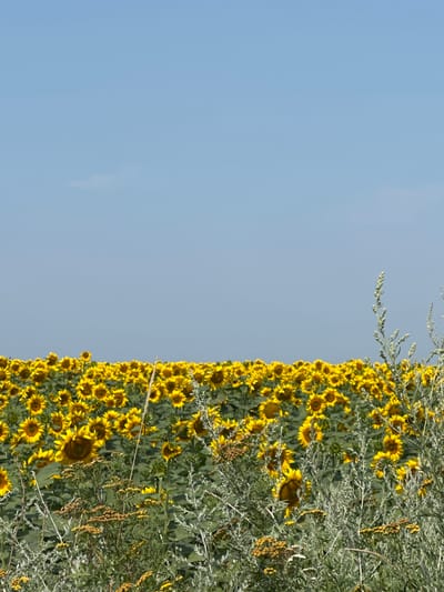 A wide shot captures a vast field of sunflowers under a clear, pale blue sky. The sunflowers, with their characteristic bright yellow petals and dark centers, fill the lower half of the frame, stretching towards the horizon. The plants are densely packed, with some taller stalks of greenery and dried grasses interspersed throughout the foreground. The sky is an unbroken expanse of light blue, with only a faint, wispy cloud visible in the upper left portion of the image. The scene suggests a warm, sunny day in a rural setting, possibly a cultivated field. The specific location, Piscărești, Moldova, places this agricultural landscape within a particular geographical context. No people or animals are visible in the image, focusing the attention solely on the natural elements of the sunflower field and the sky.
