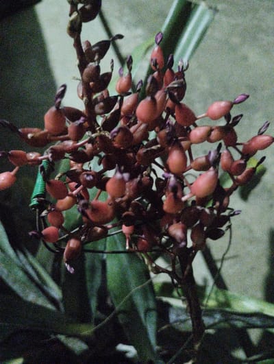 A close-up, low-light photograph captures a cluster of reddish-brown, bulbous fruits or buds on a dark, woody stem. Each bud is roughly oval-shaped with a small, dark purple tip. Some of the buds appear to be partially opened, revealing a lighter pinkish interior. The cluster is dense, with multiple stems branching out and holding numerous buds in various stages of development. A thin, bright green, ribbed object, possibly a part of a plant or a decorative element, is visible on the left side of the cluster, wrapped around a stem. The background is softly blurred, showing dark green foliage and a lighter, textured surface that could be a wall or ground. The lighting is dim, creating a grainy texture throughout the image and casting shadows that obscure some details. The image is taken from a slightly elevated perspective, looking down at the cluster of fruits. There are no people or explicit actions depicted in the scene. The overall impression is of a still life focusing on the natural forms and textures of the plant.