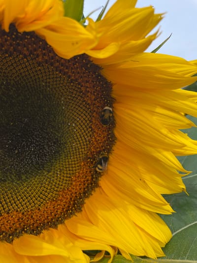 This is a close-up, vertical shot of a sunflower in Puhja, Estonia. The sunflower's dark center, covered in seeds, transitions to a ring of yellow petals. Two bumblebees are visible on the sunflower's center. One bee is in focus near the top, and another is slightly out of focus below it. The bright yellow petals of the sunflower fill the right side of the frame, and a large green leaf is visible in the lower right corner. The sky is a pale blue and appears in the upper right quadrant of the image.