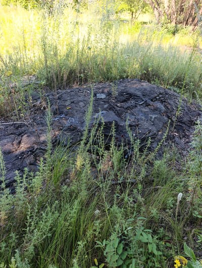 The image shows a large, dark, irregular rock formation in a natural, outdoor environment. The rock is rough and appears to be composed of several fused pieces. It is partially covered by dried leaves and debris. The surrounding area is overgrown with various types of green vegetation, including tall grasses and smaller plants with thin stems and feathery leaves. In the background, the scene is dominated by dense, tall yellow-green grasses and the trunks of several trees, suggesting a wooded area or meadow. Sunlight filters through the foliage, creating bright highlights on the vegetation. There are no visible people or animals in the image. The overall impression is one of an undisturbed, rural or natural landscape.