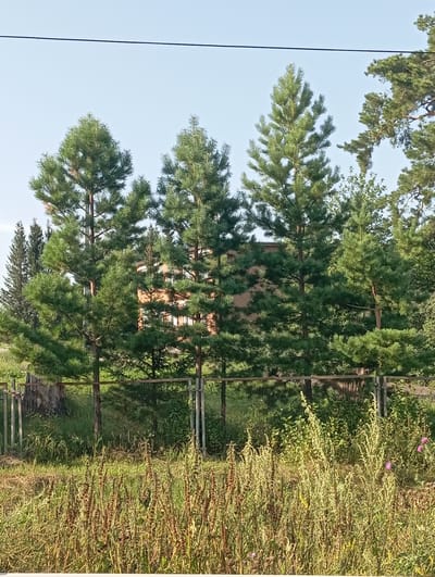 A line of mature pine trees stands in front of a brick building with multiple windows. A wire runs across the top of the image. In the foreground, a chain-link fence borders an area with tall, dry grass and some green foliage, along with scattered pink flowers. The scene appears to be outdoors in a semi-rural or suburban setting, possibly in Новокопылово, Russia.