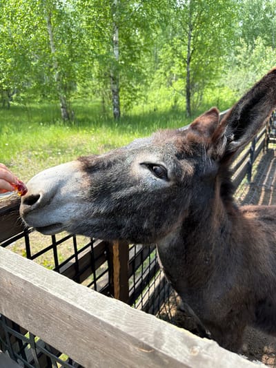 The image shows a close-up of a brown donkey at a fence, with a person's hand offering it a piece of food. The donkey is dark brown with grey muzzle and a long ear. In the background, there are trees with green leaves and a fence. The setting appears to be an outdoor enclosure at a farm or zoo, potentially in Beryozovka, Russia, given the presence of birch trees often found in such regions. The lighting suggests it is daytime.