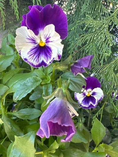 A close-up, high-angle shot captures a cluster of purple and white pansies amidst lush green foliage and evergreen branches. The pansies, with their velvety petals, exhibit a striking contrast of deep purple and pure white, accented by delicate purple veining radiating from their yellow centers. Some of the pansies are in full bloom, while others are still budding or partially obscured by leaves. The evergreen branches, interspersed throughout the frame, are adorned with small water droplets, suggesting recent rain or dew. The overall scene is one of natural beauty, with the vibrant colors of the flowers standing out against the verdant backdrop. The image does not contain any people or specific landmarks that would identify its precise location within Grand Mound, United States of America, but it is a snapshot of a well-maintained garden or outdoor space.