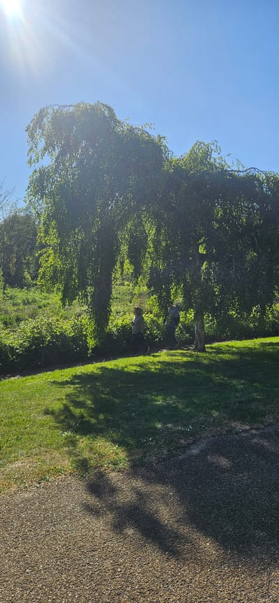 This is a landscape photograph captured outdoors, likely in a park or large garden in Norwich, United Kingdom. The scene is illuminated by bright sunlight under a clear, azure sky, with a noticeable sun flare in the upper left corner, indicating a sunny day, possibly late morning or afternoon as suggested by the length of the shadows.
The image features a clear division in the lower half: a textured gravel path occupies the right side, while vibrant green grass fills the left. Long, distinct shadows are cast across both the grass and the gravel path, adding depth and highlighting the bright light source.
A large, dense tree with abundant green foliage dominates the left side of the frame, its canopy creating a rich tapestry of leaves. Further into the green space, two individuals are partially visible, somewhat obscured by the surrounding trees and bushes. One person appears to be wearing lighter-colored clothing, while the other is dressed in darker attire. They are positioned near the transition from the grassy area into the denser foliage, suggesting they are enjoying a walk or simply pausing in the natural setting.
The overall mood conveyed is one of peace and natural beauty, characteristic of a pleasant day spent outdoors. There is no visible text in the image.