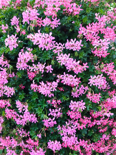 The image shows a dense, full bush of pink flowers, likely geraniums, with dark green leaves. The flowers are small with five delicate petals and are clustered together, creating a vibrant mass of pink. The lighting suggests it is daytime, and the flowers are in bloom. There are no people or any signs of urban environment visible; the focus is entirely on the floral foliage. The location is the city of Stryków, Poland.