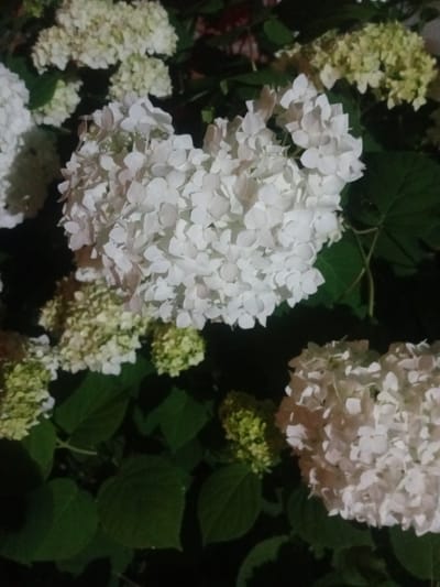 This is a close-up, vertical, nighttime photograph of a cluster of white hydrangeas. The flowers are the primary subject, appearing dense and spherical with numerous small petals. Some of the flowers are a pale green, indicating they are younger or in a different stage of bloom. Large, dark green leaves are visible amongst the flowers. The background is dark, suggesting a low-light environment, likely outdoors in a garden or park. There is no indication of human presence or activity. The image does not contain any identifiable landmarks or contextual information that would specify its location within Bohodukhiv, Ukraine.