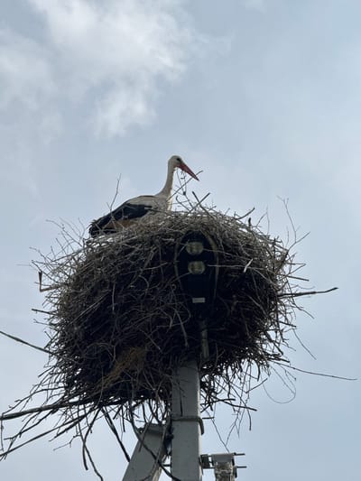 A white stork with black wing feathers and a red beak is perched in a large, untidy nest made of twigs and branches. The nest is built on top of a metal pole that appears to be a lamppost, as there are two circular lights visible within the nest. The sky above is overcast and light blue. The image was taken from below, looking up at the stork and its nest. The scene is set against a backdrop of a cloudy sky, suggesting an outdoor environment. The specific location in the city of Cherven, Belarus, is indicated by the context of the request.