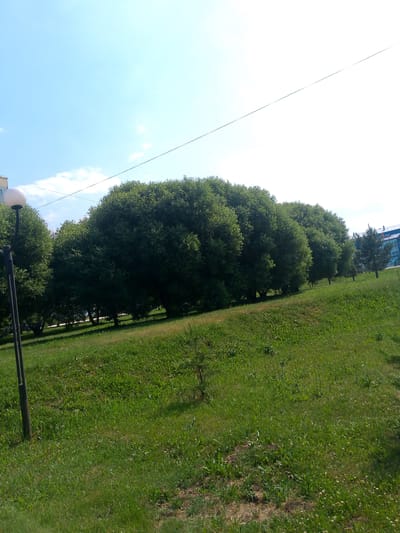 The image depicts a park area in Polysayevo, Russia, on a clear day. The foreground is dominated by a grassy slope, with scattered patches of dry grass and a few small plants. A dark-colored lamppost with a round, white light fixture stands prominently on the left side of the frame.

Behind the lamppost, a row of large, dense, dark green trees stretches across the middle ground. These trees have a rounded, bushy appearance. To the right of these large trees, a smaller, more slender evergreen tree is visible. In the far background, a modern, multi-story building with blue and white accents can be seen. The sky above is a bright, clear blue with a few wispy white clouds. A thin, dark line, likely a power line or cable, is stretched diagonally across the upper portion of the sky. There are no people visible in the scene. The overall impression is of a well-maintained public park.