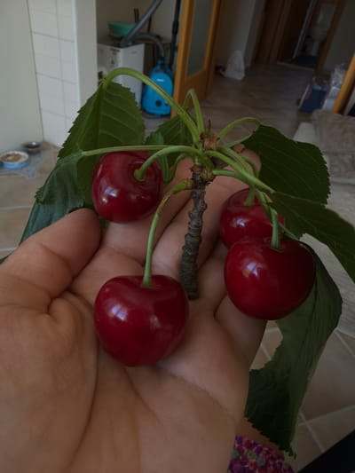 A hand holds a small cluster of ripe, dark red cherries attached to a stem and leaves. The cherries are glossy and appear freshly picked. The background is blurred but suggests an indoor setting with tiled floors and some household items visible, including a vacuum cleaner and doors. The scene appears to be in a domestic environment.