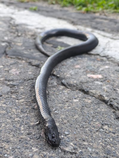 A black snake with a glossy sheen is coiled on a cracked asphalt surface, with a strip of lighter colored material running parallel to it. The snake's head is at the bottom right of the frame, facing slightly left. Its body curves upwards and to the left, forming a loose loop. The background shows patches of green vegetation. The scene appears to be outdoors, likely on a road or path within the city of 17 Lineynyy Punkt, Russia.