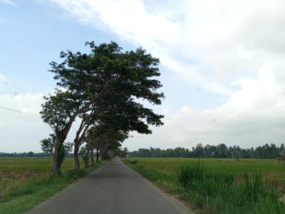 This is a ground-level, wide-angle shot of a paved road in Bayu, Indonesia, flanked by lush green fields and a line of tall, leafy trees. The road stretches into the distance, curving slightly to the left. On the left side of the road, a row of trees forms a canopy, their branches arching over the pavement. The trees are mature with thick trunks and dense foliage. The fields on either side of the road appear to be rice paddies, with some patches of drier, harvested vegetation visible. In the background, a dense line of palm trees and other tropical vegetation marks the horizon. The sky is a pale blue with scattered white clouds. The overall impression is one of a peaceful, rural landscape.