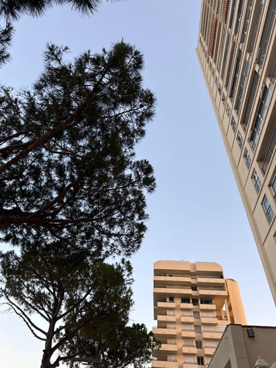 The image is an outdoor, low-angle shot of urban architecture and trees against a clear sky. In the upper left, a portion of a light-colored, multi-story building with many windows and balconies is visible. To the right, another distinct building with a unique, stepped facade and numerous windows is featured, its color a warm beige. Both buildings appear to be modern or mid-century constructions. In the foreground and lower portion of the image, the dark green, needle-covered branches of several pine trees are prominent, silhouetted against the sky. The composition suggests an urban or coastal setting, likely in Platja D'aro, Spain, where vegetation and modern buildings coexist. The clear sky implies daytime, and the lighting suggests it could be late afternoon or early morning, as there are no harsh shadows. The scene evokes a sense of calm and an appreciation for the interplay between man-made structures and natural elements. No text is visible in the image.