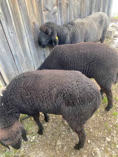 Three sheep are gathered near a weathered wooden fence in Ratschings - Racines, Italy. The sheep are of varying dark colors, with the closest one in the foreground appearing black and the middle sheep also black. The furthest sheep in the background is a lighter grey color. The ground is a mix of dirt, small rocks, and sparse green grass. The wooden fence, constructed of vertical planks, shows signs of age and wear. The scene suggests an outdoor rural or farm setting.