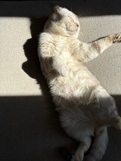 The image shows a light-colored cat lying on its back on a light-colored textured surface, possibly a sofa or carpet. The cat's paws are in the air, and it appears to be sleeping or relaxed. Strong sunlight casts sharp shadows across the scene. There is no indication that the location is in Or Yehuda, Israel. No people are visible.