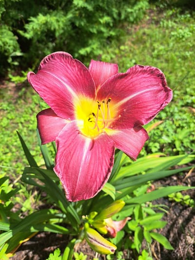 A close-up, eye-level, medium shot captures a vibrant, dark pink and yellow daylily in full bloom. The flower's petals, with their characteristic ruffled edges, display a gradient of color, transitioning from a deep magenta at the tips to a bright yellow at the throat. The stamen, tipped with dark anthers, are visible within the flower's center. The daylily stands amidst lush green foliage, including sword-like leaves and unopened buds, suggesting a garden setting. The background is a soft blur of more green vegetation and dappled sunlight, indicating an outdoor environment. The scene is devoid of human presence and appears to be a naturalistic study of the flower. The image is well-lit, with natural light highlighting the flower's texture and color. There is no discernible indication of its location within Kalinka, Russia, as the image lacks any specific landmarks or identifying features.