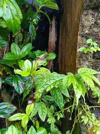 This image presents a detailed close-up of a damp natural environment in the city of Inawi, Papua New Guinea. The frame is dominated by various shades of wet green foliage. In the central foreground, a cluster of light green leaves grows from a stem, with some leaves exhibiting dark brown to purplish necrotic areas along their edges. Adjacent to this, a larger, textured green leaf with prominent venation displays multiple small perforations, consistent with insect damage. A single water droplet is suspended from a thin stem positioned below this leaf.

The background features a vertical, dark brown, weathered wooden structure or log, positioned left of center and appearing damp. To its right, a vertical, light grey-brown, textured surface, resembling a stone wall or rock face, supports small green plant growths. The entire scene indicates recent rainfall or high humidity, with water droplets visible on most plant surfaces. No human subjects or animals are present.