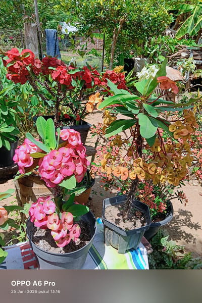 The image captures a close-up of several potted plants, likely in a residential outdoor setting. The foreground is dominated by several plants with vibrant pink and red bracts, characteristic of the Crown of Thorns plant (Euphorbia milii). One plant in the center foreground has striking pink flower-like structures, with its pot resting on a striped cloth. To the left, another plant displays bright red bracts. Behind these, a plant with orange-yellow bracts is visible, and further back, a plant with white bracts can be seen. The plants are in black and brown plastic pots. The background reveals a natural, somewhat unkempt environment with lush green foliage from trees and other plants. A weathered wooden post and some indeterminate structures are also present. The ground appears to be sandy soil. The overall impression is that of a collection of flowering plants being cultivated outdoors. The image includes a timestamp in the lower left corner: "OPPO A6 Pro 25 Juni 2026 pukul 13.16". This indicates the photograph was taken on June 25, 2026, at 13:16, and the device used was an OPPO A6 Pro. The location "Rheum Barat, Indonesia" is provided as context.