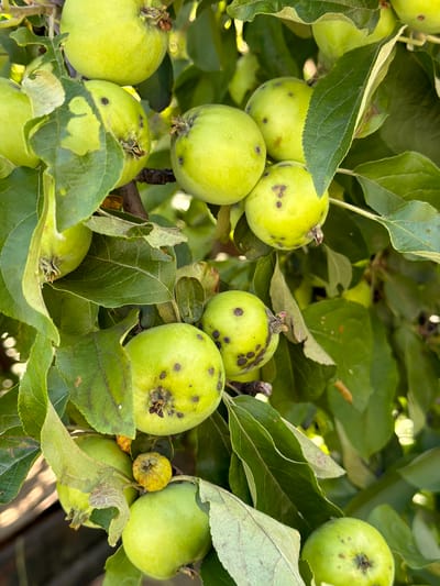 The image shows a cluster of unripe green apples hanging from a tree branch, with some apples showing dark spots indicative of disease or insect damage. The apples are a bright, light green color, and some have visible stems and calyx ends. The leaves are also green and appear healthy, though some show signs of minor damage or browning along the edges. The lighting suggests it is daytime, with sunlight filtering through the leaves and creating highlights on the apples. The overall scene is of an orchard or a tree in a garden setting. The location is in the village of Yagul, Russia, and the image depicts a natural environment. There are no people or animals visible in the image, and the focus is entirely on the apples and the foliage of the tree.