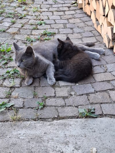 Two cats, an adult and a kitten, are lying on a paved walkway in Klettgau, Germany. The adult cat, a grey tabby, is lying on its side with its head turned to the left. The kitten, a dark grey or black tabby, is nestled against the adult cat's belly, appearing to nurse. The walkway is made of rough, grey cobblestones with patches of green weeds growing in the cracks. To the right of the cats, a stack of cut firewood is piled against a wall. The lighting suggests it is daytime, with a slight shadow cast by the firewood.