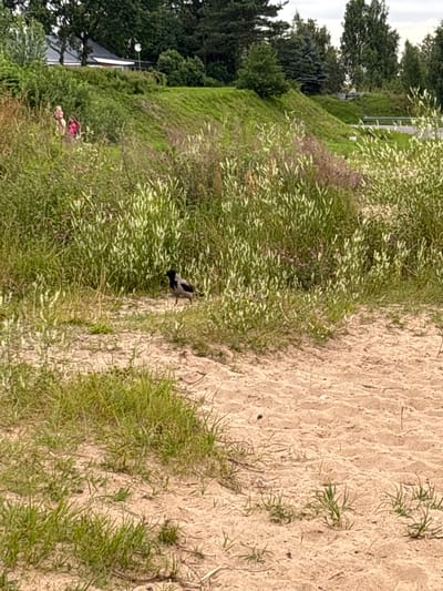 The image shows a sandy area in Nevskaya Dubrovka, Russia, with sparse grass and vegetation growing. In the background, there is a grassy slope with trees and a building. A single crow is perched on the sandy ground, surrounded by tall grass and wildflowers. The sky is overcast. The scene suggests a natural, outdoor environment.