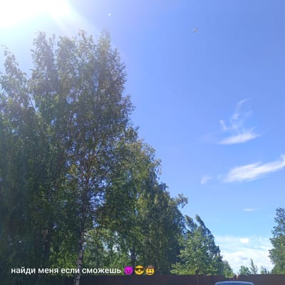 The image shows a clear blue sky with some wispy clouds and a bird flying in the distance. In the foreground, there are tall trees with green foliage, and the sun is shining brightly, creating a lens flare effect. There is also a dark brown wooden fence at the bottom of the image. Text overlayed on the bottom of the image reads "найди меня если сможешь" which translates to "find me if you can", followed by three emojis: a devil, sunglasses, and a cowboy hat. The scene is outdoors, likely in a natural or semi-natural environment, given the presence of trees and the open sky. There is no specific indication of the city of Pskov, Russia within the image itself.