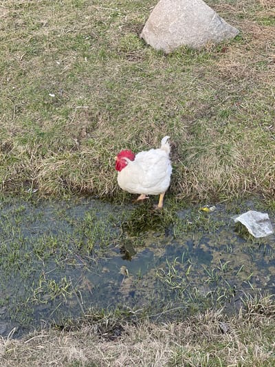 The image shows a white chicken with a red comb standing in a shallow stream or puddle. The chicken is positioned on the edge where grass transitions to water. To the left of the chicken is a rock and dry, brown grass. A piece of clear plastic is floating in the water. The image depicts an outdoor setting with a mix of dry and damp vegetation. No people are visible. Information about Rovnoye, Russia is absent.