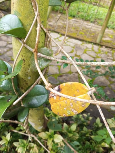 This close-up image showcases a vibrant outdoor scene, likely a garden or natural area in Bijanwada, India. The primary subject is a thick, light green, mottled plant stem or trunk, possibly bamboo or a large vine, acting as a support structure. Clinging to this main stem are several healthy, oval-shaped, deep green leaves of a climbing plant.
Intertwined with the green foliage and stem is a dense network of thin, dry, light brown vines or tendrils, which crisscross the frame. A prominent detail is a single, aged yellow, oval-shaped leaf, displaying dark brown and white or pale green spots, caught within these dry vines in the middle right of the image.
The background is softly blurred, revealing a paved pathway or stone ground with moss growing between the irregular grey stones. A faint wire fence structure is also visible further back. The scene is captured during the daytime, under what appears to be diffused natural light, possibly indicating an overcast sky or a shaded location. There are no human subjects or visible text in the image, depicting a still, intricate view of botanical textures and life cycles.
