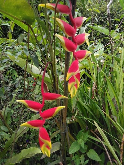 The image presents a close-up, vertical view of a flowering plant in Ba Nwet Kone, Myanmar. The central subject is a pendulous inflorescence of a Heliconia species, characterized by approximately 12-14 individual bracts arranged alternately along a robust, dark green stem. Each bract is distinctly colored bright red on the majority of its surface, transitioning to a sharp, vivid yellow at its pointed tip. The bracts are elongated and boat-shaped, hanging downwards from the main stem. Evidence of binding material, possibly twine or wire, is visible around the mid-section of the main stem, suggesting cultivation or support. The background is composed of dense, varied green foliage, indicating a lush, tropical, or garden environment. On the left, broader green leaves and slender plant stalks are visible, while on the right, numerous tall, narrow, grass-like green leaves populate the scene. No people, animals, or artificial structures other than the described binding are present.