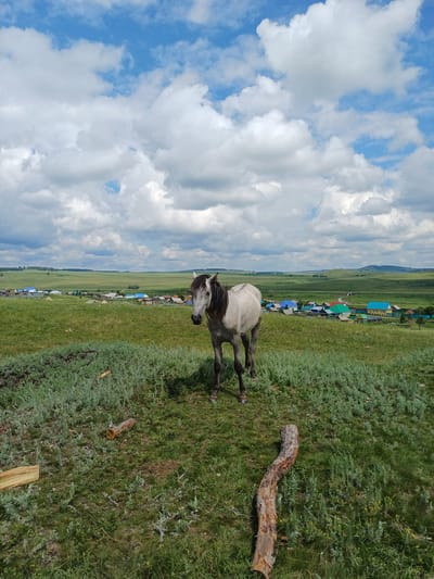 A horse stands in a grassy field overlooking a village in Nigamatovo, Russia. The horse is light gray with a dark mane and tail. It is facing the camera. The village has houses with colorful roofs, typical of rural Russian architecture. The field is rolling and green, with some scattered logs in the foreground. The sky is blue with fluffy white clouds. The overall scene is pastoral and tranquil.