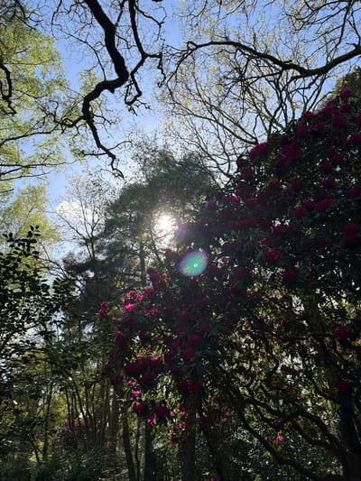 The image, when viewed as if rotated counter-clockwise, depicts an upward-looking perspective into a diverse woodland canopy on a bright, sunny day. A clear blue sky is visible through gaps in the dense foliage.
On the right side of the frame, a large tree or bush with abundant dark pink or magenta blossoms, consistent with rhododendrons, fills a significant portion of the view, interspersed with dark green leaves. The sun is shining directly through the upper-center part of the canopy, creating a prominent lens flare with green and purple concentric rings.
The left side of the image features a network of darker, gnarled tree branches, some partially silhouetted against the sky, with hints of very light green, new foliage emerging, suggesting the season might be spring. Other sections show more developed green leaves, creating varied textures of light and shadow.
The scene captures the natural beauty of a forest or park from a ground-level perspective, highlighting the interplay of sunlight, vibrant flowers, and diverse tree structures. No people or visible text are present. The strong sunlight and clear sky indicate a bright day, likely in a temperate climate such as Poole, United Kingdom.