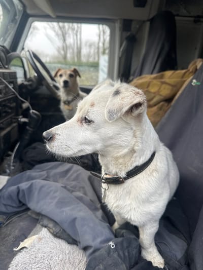 This image depicts the interior of a vehicle, likely a utility truck or SUV, situated in Wylye, United Kingdom, on an overcast day. In the foreground, a white, short-haired dog, appearing to be a Jack Russell Terrier-type, stands on a crumpled dark blue jacket covering a seat. This dog wears a black collar with a metal D-ring and a small tag, and its fur shows minor dark speckling around the ears and face, with slight discoloration visible on its chest and snout. It gazes towards the left side of the frame, its profile facing forward. In the blurred background, a second, light brown and white dog, also a terrier-type, occupies the driver's seat, peering forward through the windshield, partially obscured by a dark steering wheel. The vehicle's dashboard is visible on the left, featuring various dark-colored controls, wires, and utility components. Behind the foreground dog, a patterned tan blanket or cover is visible over another seat or interior section, alongside dark fabrics. Through the vehicle's windows, a hazy outdoor environment with silhouetted bare trees and green ground cover is discernible.