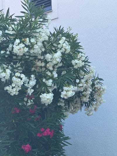 An outdoor medium shot shows a portion of a white wall with a textured surface to the right. To the left of the wall is a dense shrub with dark green, narrow leaves and clusters of small white flowers. Some of the white flower clusters hang down, obscuring the green leaves below. At the bottom and interspersed within the shrub are clusters of bright pink flowers. A dark blue louvered window is visible at the top left of the image, partially obscured by the shrub. The image appears to be a close-up of the shrub against the wall, without any people or animals visible. The scene is likely a garden or courtyard in an urban setting, possibly in Trap, Montenegro, given the architectural style of the wall and window.