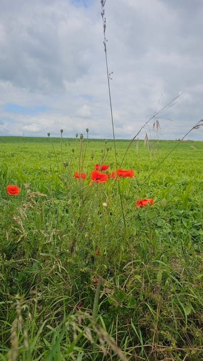 The image depicts a field of bright green crops under a cloudy sky. In the foreground, several red poppies are in bloom, interspersed with tall grasses and seed pods. The poppies are clustered in the lower center and to the left of the frame. The field extends to the horizon, where a faint line of trees or structures can be seen. The overall impression is a rural, natural landscape, likely a cultivated field or meadow in the vicinity of Silenrieux, Belgium. There are no people or animals visible in the image.