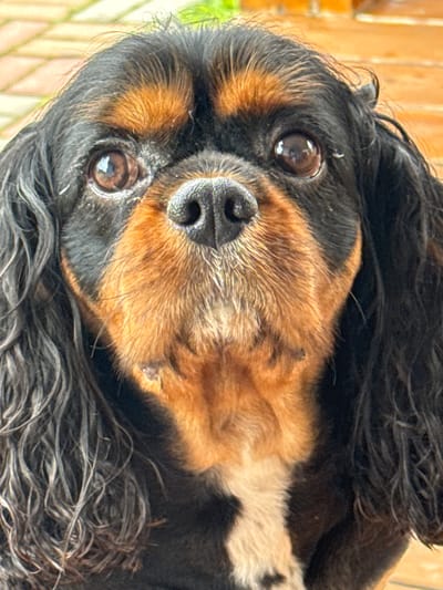 A close-up portrait shows the face of a Cavalier King Charles Spaniel. The dog has black and tan fur. Its dark brown eyes are looking directly at the camera. A black nose is centered on its face, with tan fur surrounding it. Long, dark, wavy fur hangs down from its head. The background is blurred and appears to be made of wooden planks and red paving stones, suggesting an outdoor setting in a residential area. There is no indication of the specific location in Andriankovo, Russia.