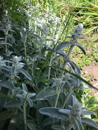 The image presents a close-up view of a grouping of Lamb's Ear (Stachys byzantina) plants. The plants are characterized by their fuzzy, silvery-green leaves and flower stalks topped with small, woolly flower buds. The scene is set outdoors, likely in a garden or yard, as indicated by the presence of other greenery, including blades of grass and unidentified leafy plants in the background. The location is Petrykiv, Ukraine. No people are visible in the scene. The focus is on the botanical elements, specifically the Lamb's Ear plants in their natural environment.