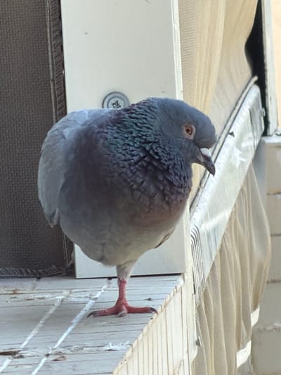 A pigeon stands on a white ledge, its body predominantly grey with iridescent green and purple feathers around its neck. The pigeon is facing left, with its beak slightly open, revealing a pinkish interior. It stands on one red leg, with its other leg tucked behind it. The ledge appears to be made of weathered material and has some white, stringy debris scattered across it. In the background, a light-colored curtain hangs partially obscuring a window. To the left of the pigeon, a dark, textured surface is visible, possibly a wall or fabric. The scene is likely an outdoor urban setting, such as a balcony or window sill in Ashdod, Israel, given the context.