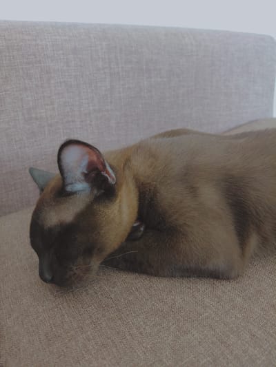 A brown cat is sleeping on a light brown sofa. The cat is lying on its side with its head tucked into its body. The cat's eyes are closed and its ears are relaxed. The sofa is made of a textured fabric. The background is a plain white wall. The image is taken from a slightly high angle.