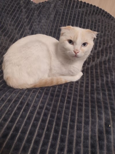 A pale cream-colored Scottish Fold cat with blue eyes is resting on a dark gray, ribbed blanket. The cat is positioned on the left side of the frame, curled up with its paws tucked underneath its body. Its ears are folded forward, characteristic of the breed. The cat's fur has subtle patches of light orange-brown on its tail and ears. The blanket is textured with vertical lines. The background is out of focus but appears to be a plain wall. There is no indication of the location within the city of Chuy, Kyrgyzstan.