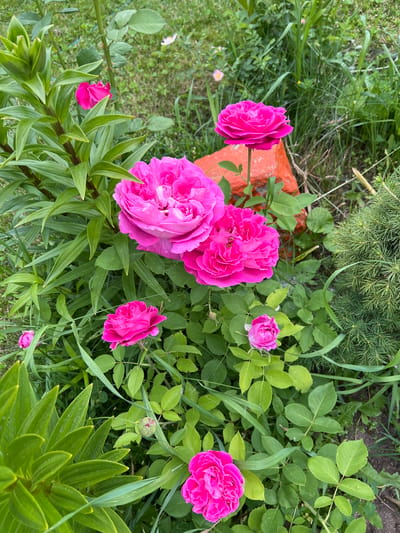 This high-angle, close-up shot captures a vibrant garden scene dominated by several pink roses amidst lush green foliage. The main subjects are multiple fuchsia-colored roses in various stages of bloom, from tightly closed buds to fully open, multi-petaled flowers, scattered across the frame.

The roses are interspersed with a rich variety of green plants. Visible are the characteristic leaves of rose bushes, blades of grass, and the long, pointed leaves of what appears to be a lily plant in the lower right and foreground. In the upper part of the image, the fine needles of a coniferous plant, possibly a spruce or fir, add textural diversity. A fragment of a reddish-orange brick or concrete block is partially visible in the middle left, offering a subtle contrasting element to the natural setting.

The scene depicts a static, natural moment in a garden, with no human or animal activity. The bright, even lighting suggests it is daytime, likely under clear skies. The overall impression is one of natural beauty and growth. There is no visible text within the image. The location context for this garden scene is Dubovka, Russia.