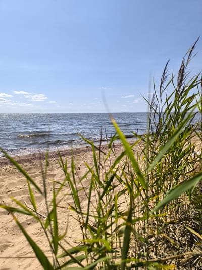 The image depicts a sunny day at a sandy beach, with tall green reeds in the foreground, partially obscuring the view of the water and sky. The water is calm with gentle waves lapping at the shore, and a clear blue sky with scattered white clouds stretches across the horizon. The sand appears dry and light brown, with some debris visible along the waterline. There are no people or animals present in the scene. The overall impression is one of a peaceful, natural environment. This scene is likely located at the beach on Ostrov Im. Belova in Ostrov, Russia, given the context.